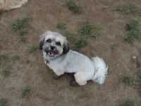 Havanese Dogs With Huxley